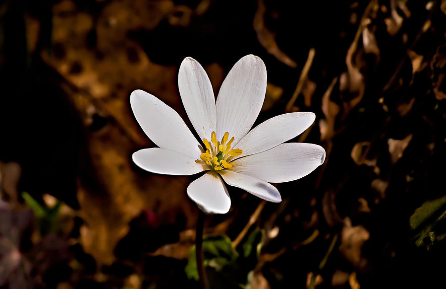 Bloodroot Bloom Photograph by Michael Whitaker