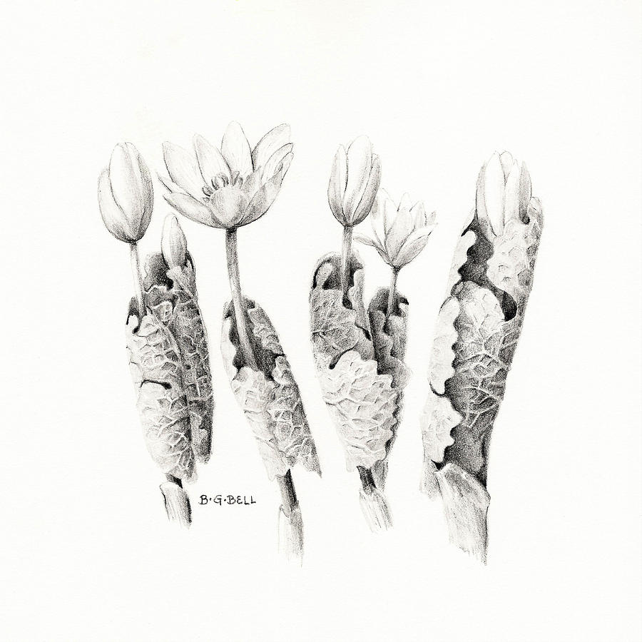 Nature Drawing - Bloodroot Group by Betsy Gray
