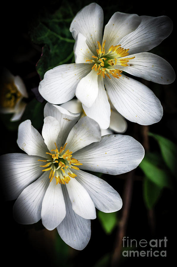 Bloodroot in Bloom Photograph by Thomas R Fletcher