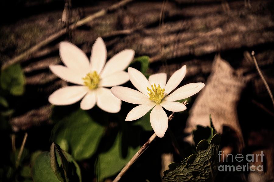 Bloodroot in Spring Photograph by Mary Machare