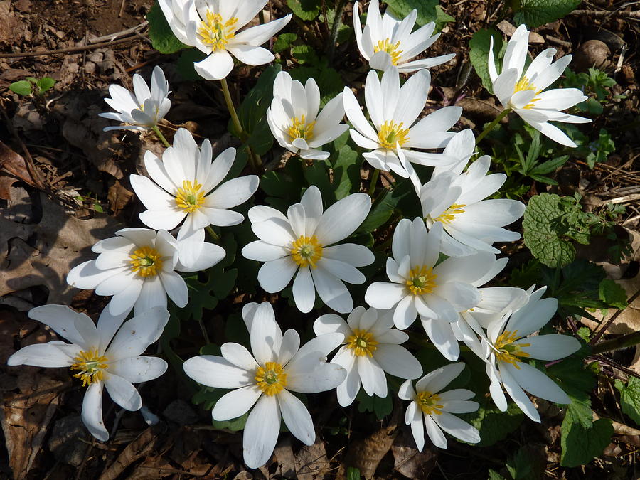 Bloodroot in the Forest Photograph by Jeanette Oberholtzer