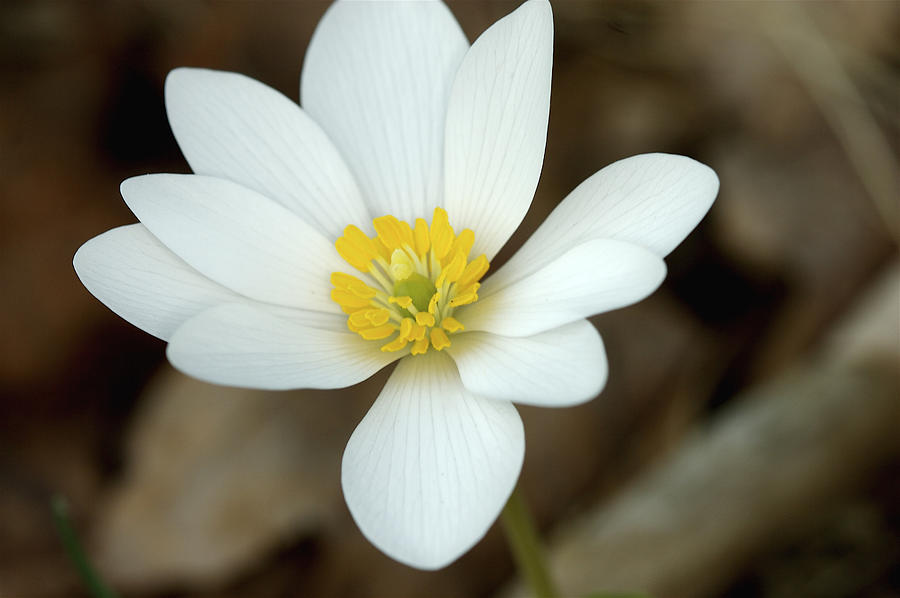 Bloodroot Photograph by Jack R Perry