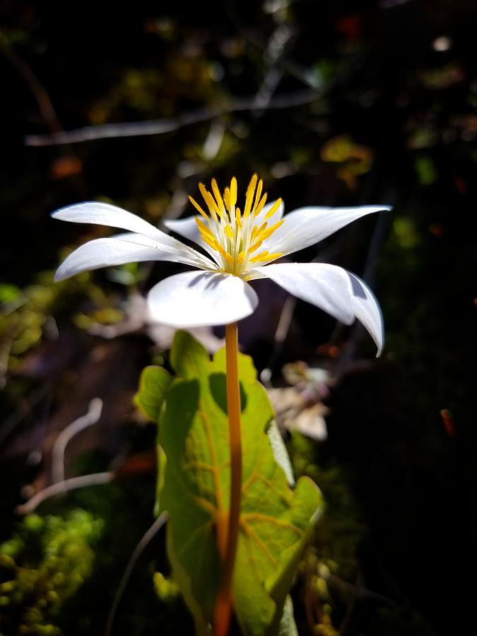 Bloodroot Plant Photograph by Brook Burling