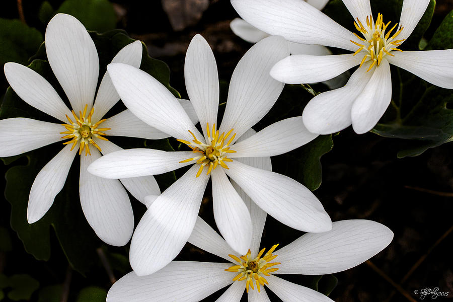 Sanguinaria Photograph by Skip Tribby