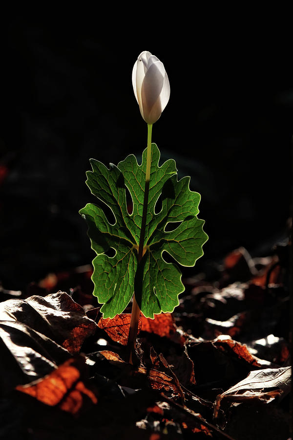 Bloodroot Sunrise Photograph by Michael Dougherty