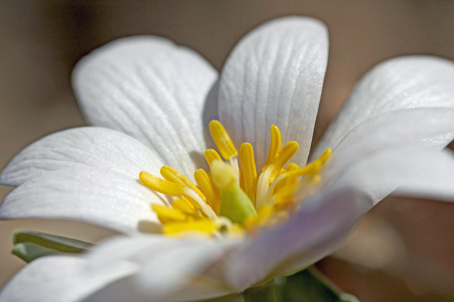 Bloodroot Wildflower - Sanguinaria canadensis Photograph by Carol Senske