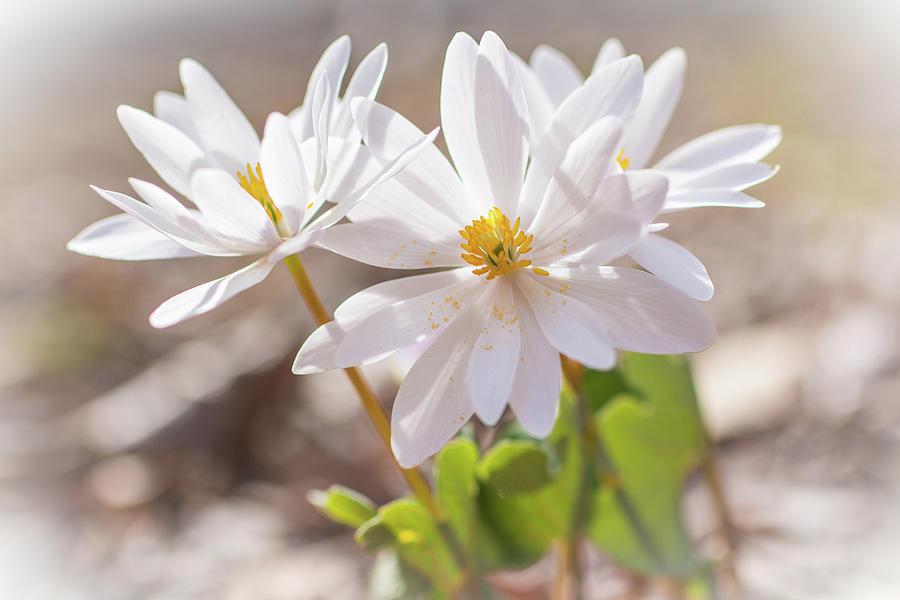 Bloodroot Wildflowers In The Sun - Sanguinaria Canadensis Photograph