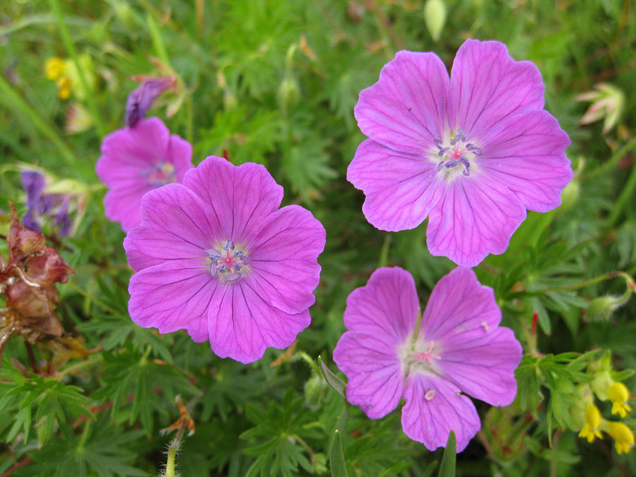 Bloody Cranesbill Photograph by John Quinn