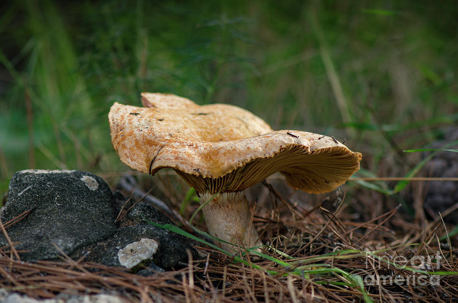 Bloody Milk Cap, Lactarius Sanguifluus, Edible Wild Mushroom Photograph by Perry Van Munster