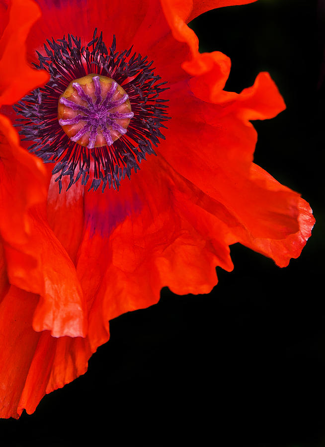 Bloody Poppy Photograph by Alex Art Ireland