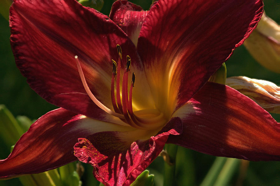 Lily Photograph - Bloody Red Iris by Douglas Barnett
