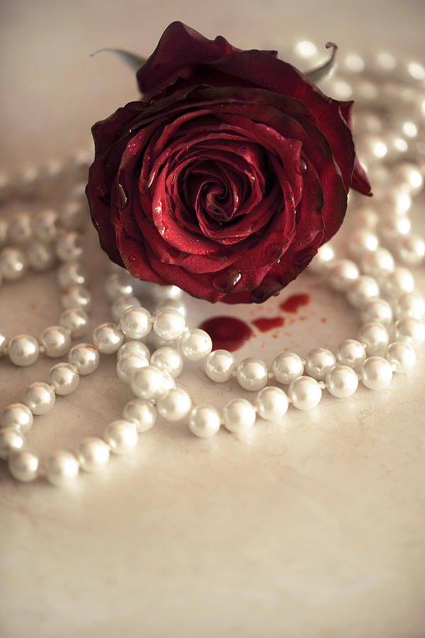 Rose Photograph - Bloody rose by Art of Invi
