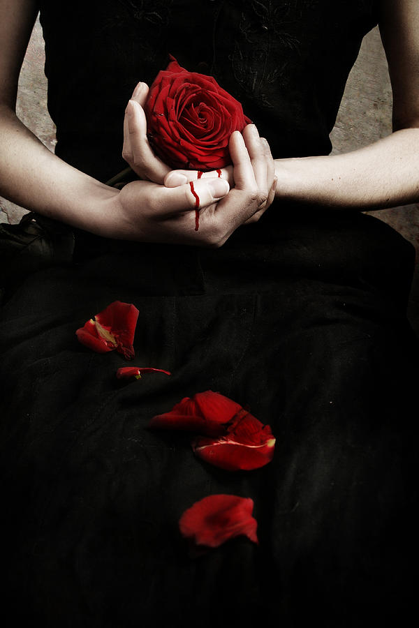Bloody Rose Photograph by Cambion Art