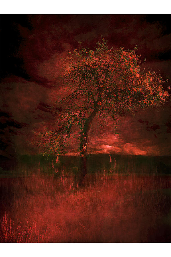 Bloody tree Photograph by Zygmunt Kozimor