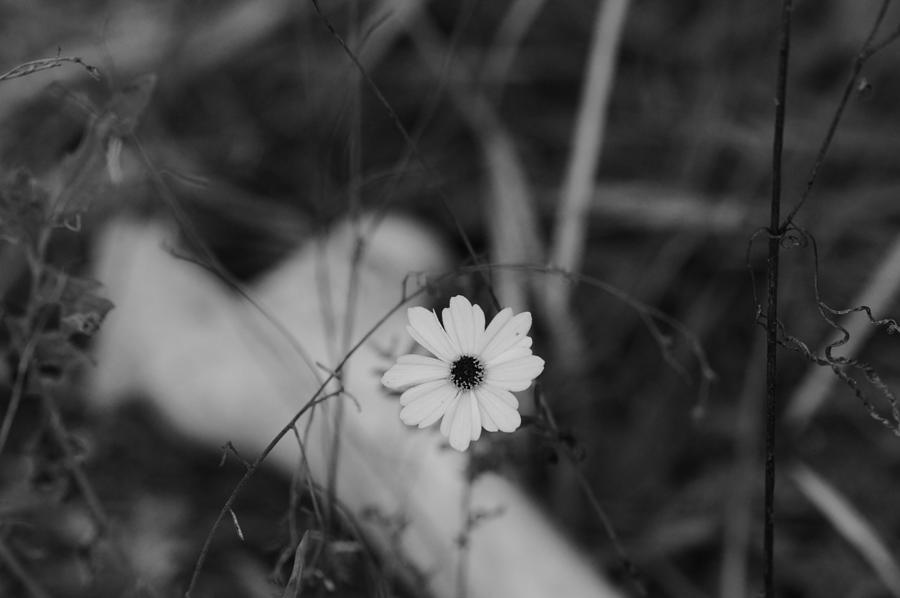 Bloom and Bone in Black and White Photograph by Warren Thompson