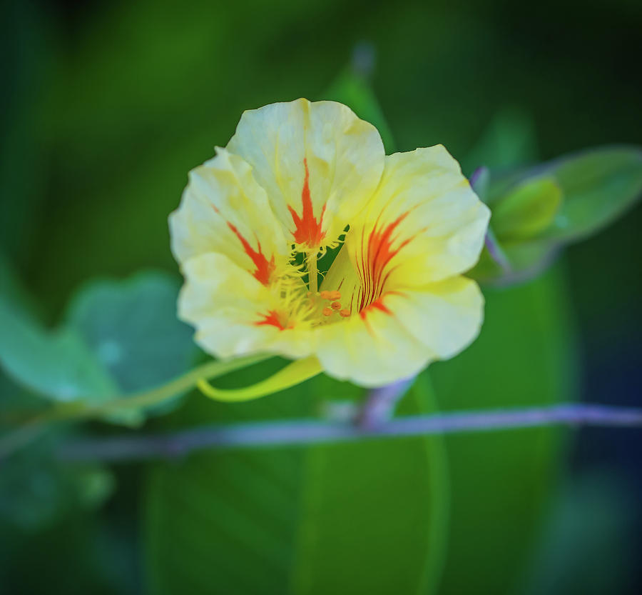 Bloom Photograph by Hyuntae Kim