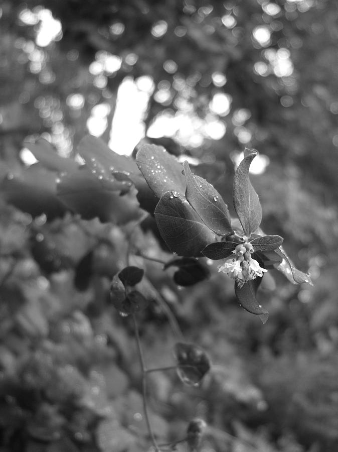 Bloom in Grey Photograph by Jessica Myscofski