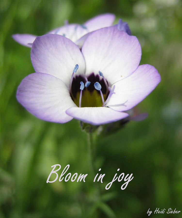Nature Photograph - Bloom in joy by Heidi Sieber