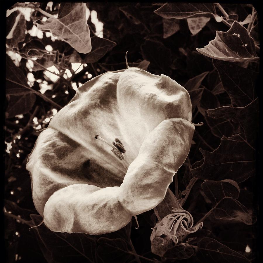 Bloom In Sepia Photograph by Kathleen Messmer