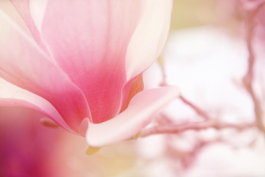 Bloom Magnolia Photograph by Toni Hopper