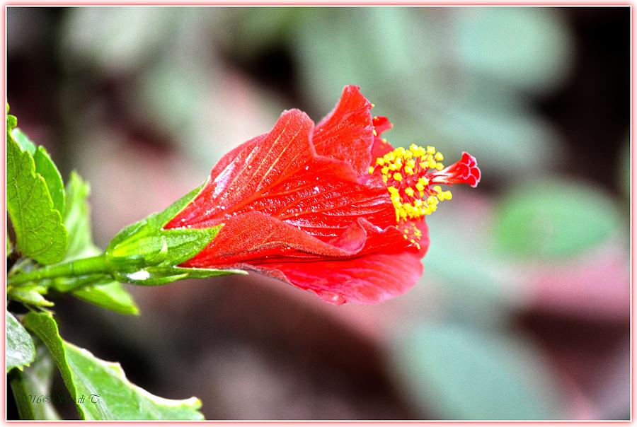 Bloom of Morning Photograph by Sonali Gangane