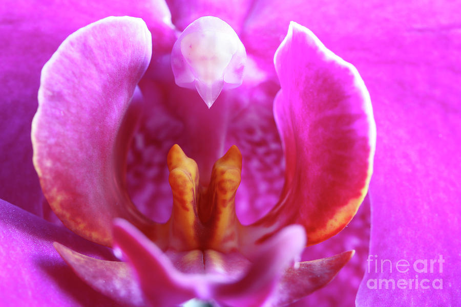 Bloom of orchid Photograph by Michal Boubin