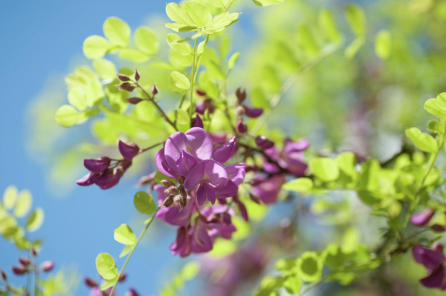 Bloom of Purple Acacia Tree Photograph by Jenny Rainbow