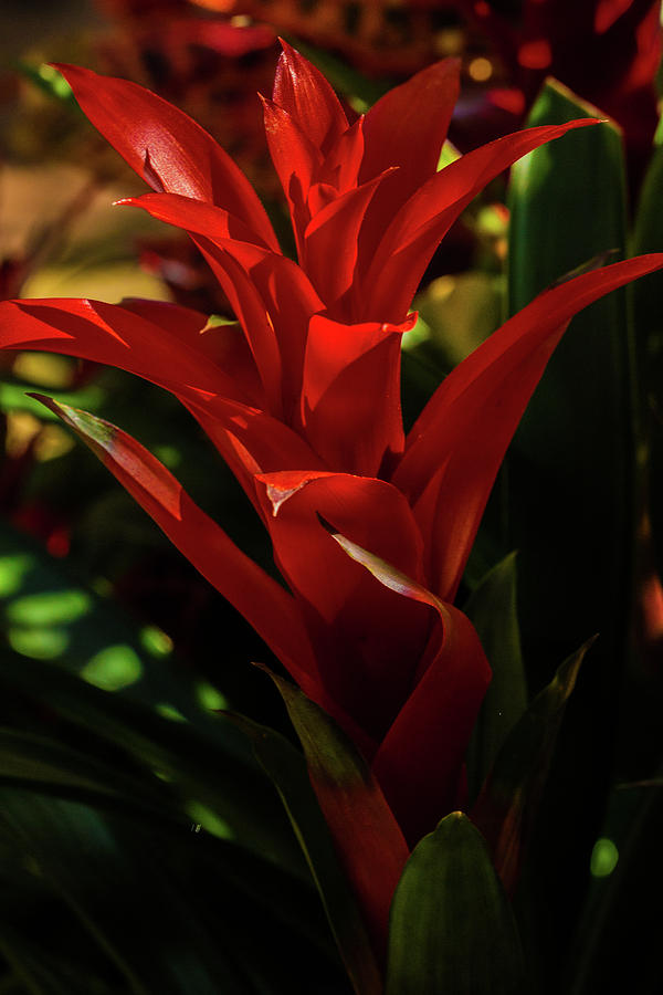 Bloom of the Bromeliad Photograph by Laddie Halupa