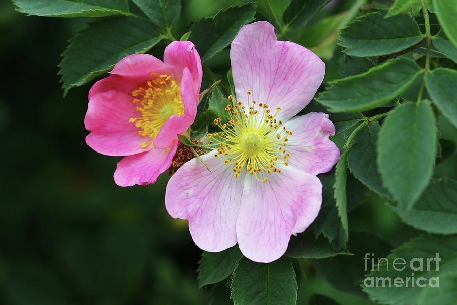 Bloom of wild rose shrub Photograph by Michal Boubin