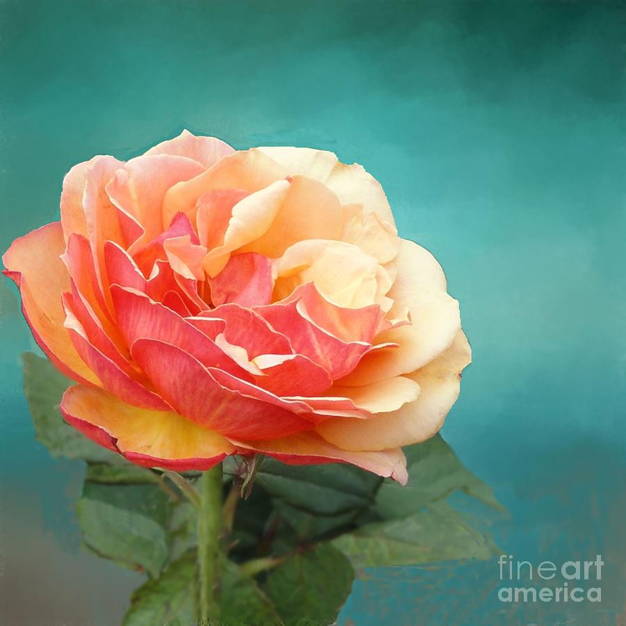 Flower Photograph - Perfect Rose of Spring by Janette Boyd
