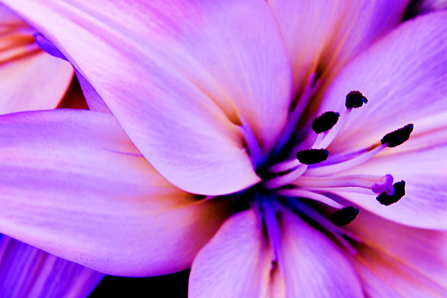 Bloom v.3 Photograph by Ryan Heffron