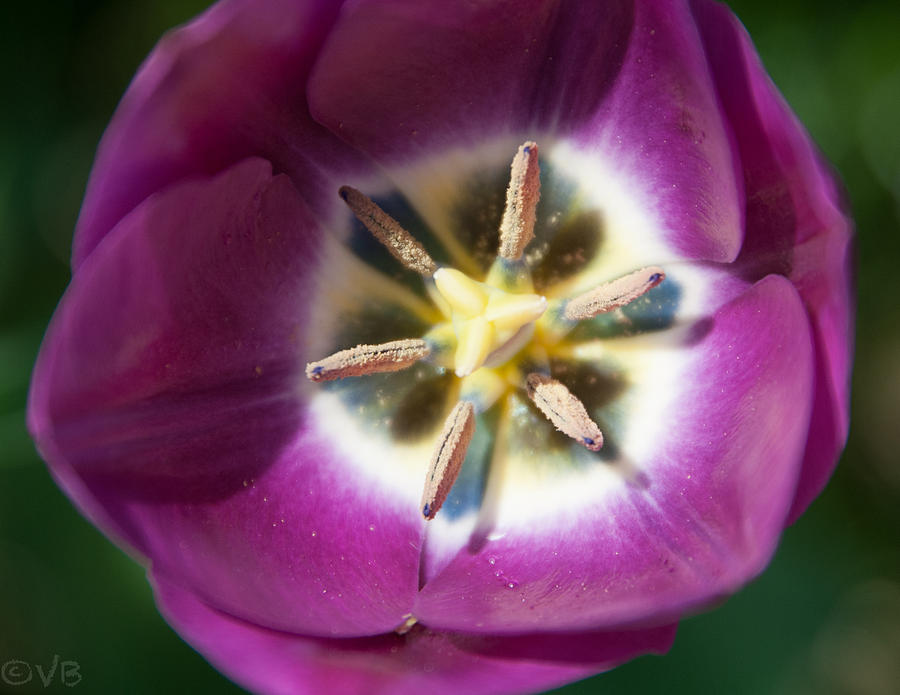 Bloom Photograph by Veronica Burke - Fine Art America