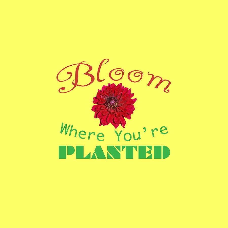 Bloom Where You Are Planted 5006.02 Photograph by M K Miller