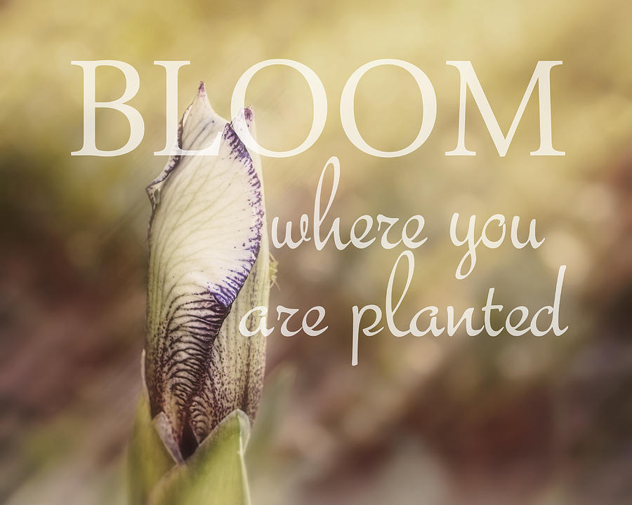 Bloom Where You Are Planted Photograph by Ann Powell