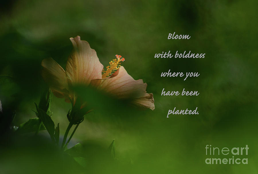 Bloom With Boldness Photograph by Debby Pueschel