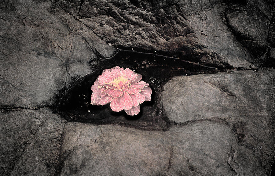 Flower Photograph - Bloom by Yuri Lev