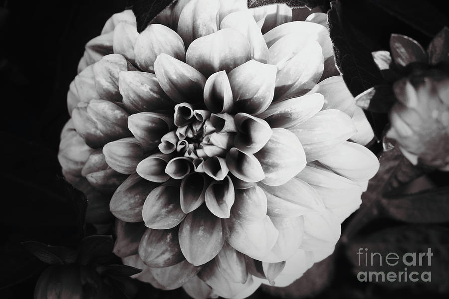 Flower Photograph - Bloomed by Bailey Pedersen