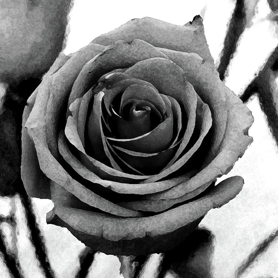 Black And White Photograph - Bloomed by Candice Wright