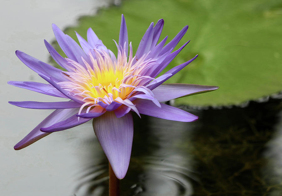 Bloomed Waterlily Photograph by Mary Anne Delgado