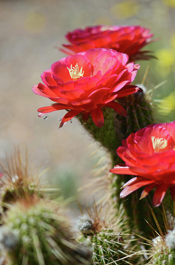 Bloomin Cacti Photograph by Barbara Manis