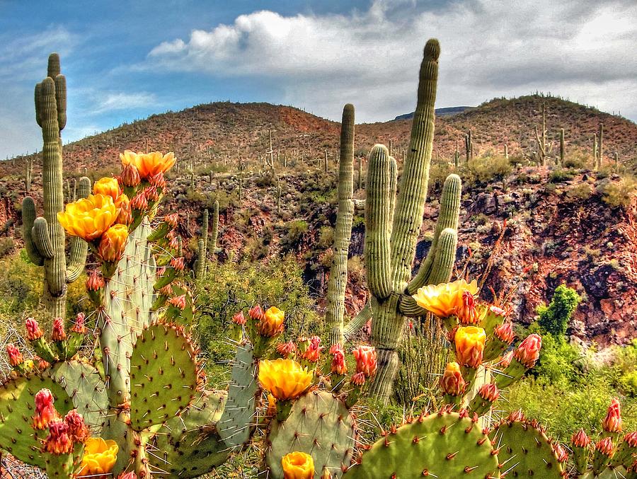 Bloomin Cactus Photograph by Richard Gehlbach