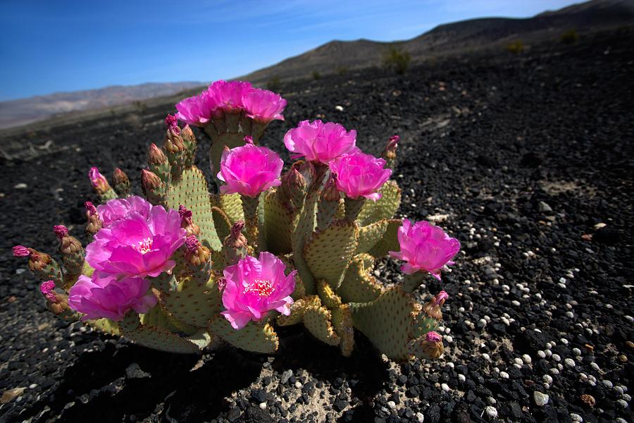 Bloomin Desert Photograph by David Andersen