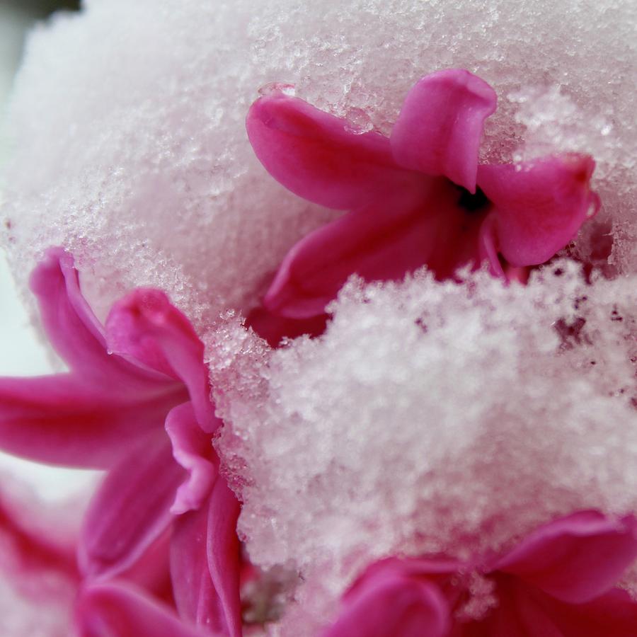 Bloomin Pink Hyacinth In The Snow Photograph by M E