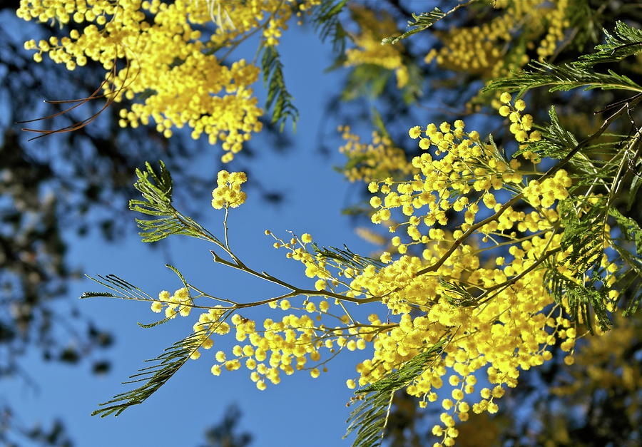 Blooming Acacia Bough Photograph by Michele Myers