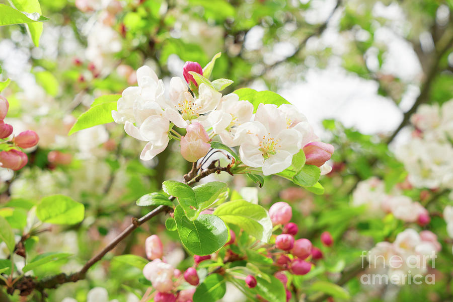 Blooming Apple Tree Photograph by Anastasy Yarmolovich