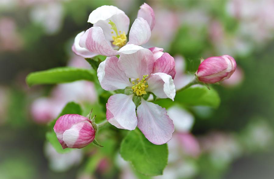 Blooming Apple Tree Photograph
