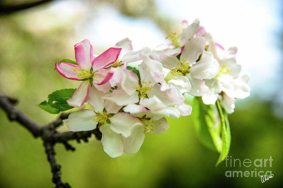 Blooming -Apples Blossoms  Photograph by Alana Ranney