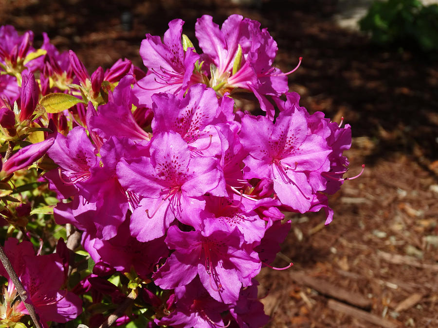 Flower Photograph - Blooming Azaleas by Greg Boutz
