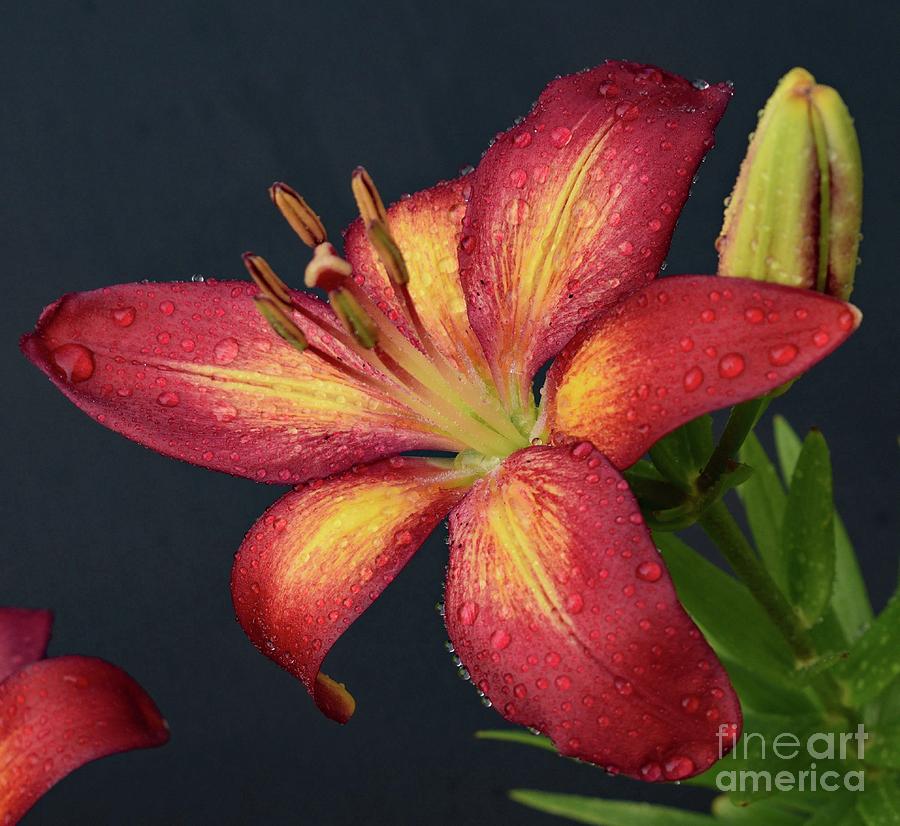 Blooming Beauty - Lily Photograph