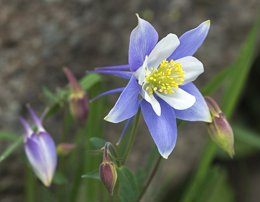 Blooming Blue Columbine Photograph by Loree Johnson